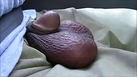 لرزش کمی در یک گربه  ...